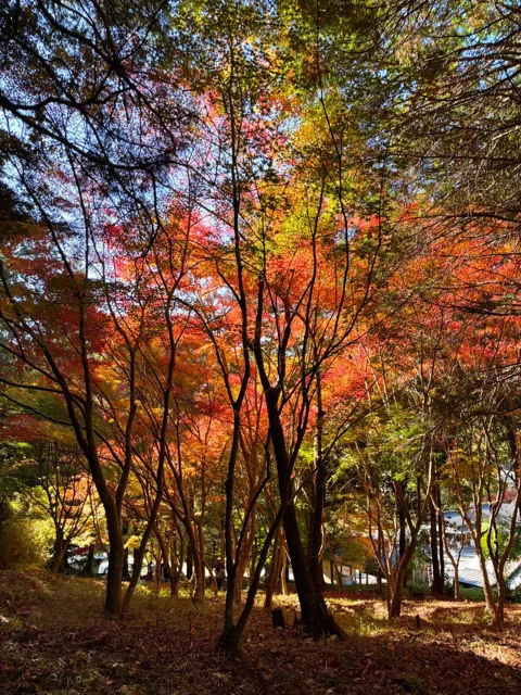 昨年の現地写真：赤や黄色に色づく木々
