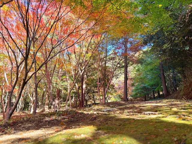 昨年の現地写真：紅葉と緑が広がる木立の風景