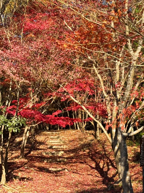 昨年の現地写真：赤い紅葉に囲まれた散策道の階段