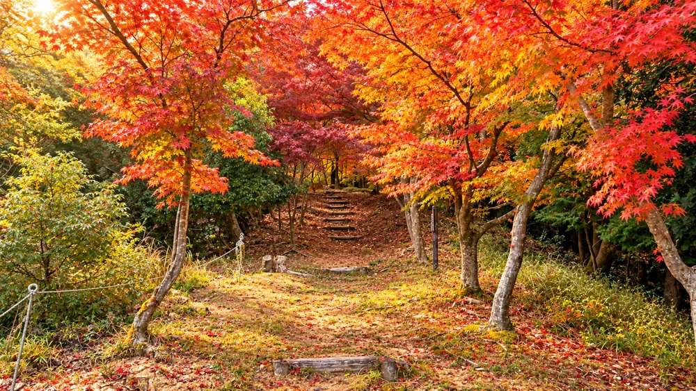 和気神社周辺の紅葉風景イメージ 1