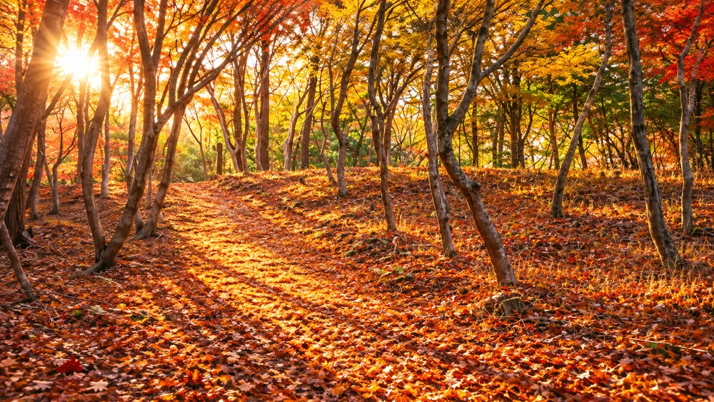 和気神社周辺の紅葉風景イメージ 2