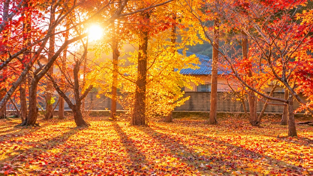 和気神社周辺の紅葉風景イメージ 3